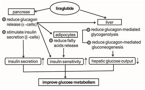 anhokm|Liraglutide effects on beta‐cell, insulin sensitivity and glucose .